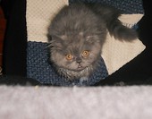 Oscar