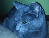 Zosia