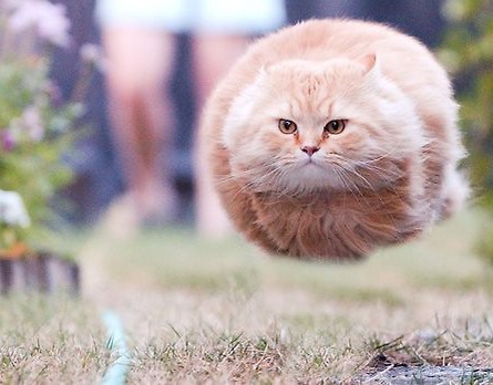 Missle Cat :)