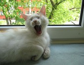 Bieluch zieeew