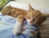 Archimedes 1