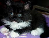 Neska