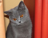 Myszka