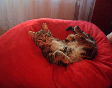 kicia