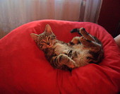 kicia