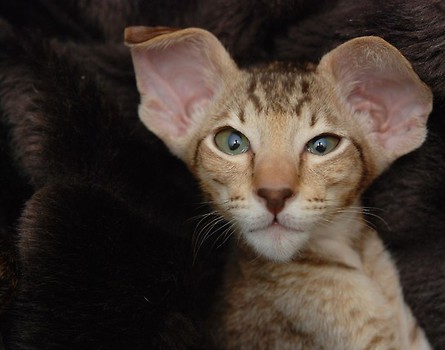 Leo