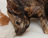 Coco