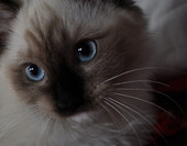 Aleksandra Jennifer World *PL