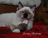 Aleksandra Jennifer World *PL