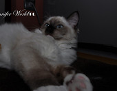 Aleksandra Jennifer World *PL