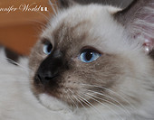 Aleksandra Jennifer World *PL