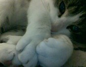 BRUTUS