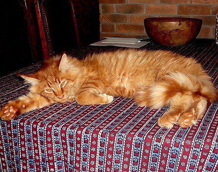 Santana maine coon