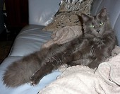 Florence maine coon