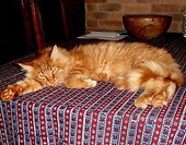 Santana maine coon