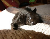 Apollo