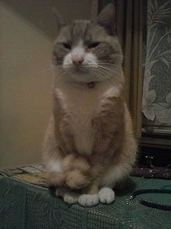 PUBERT