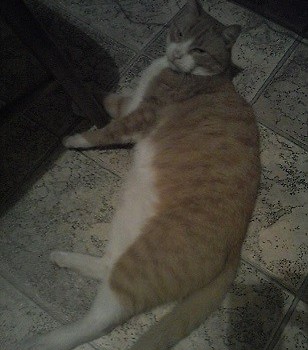 PUBERT