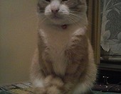 PUBERT