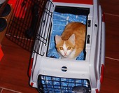 W transporterku