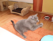 Skarbuś