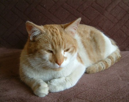 Lucuś