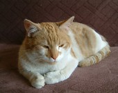 Lucuś