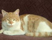 Lucek