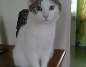 Maciek