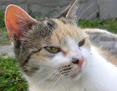 Lilka