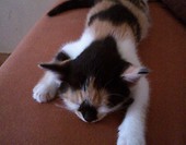 Tosiaa 1
