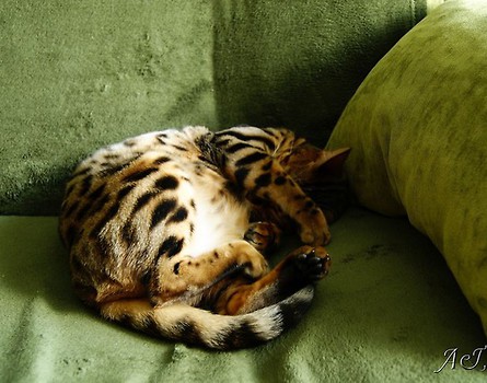 Rogalik:)