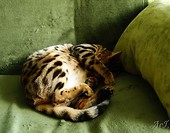 Rogalik:)