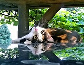 Mićka