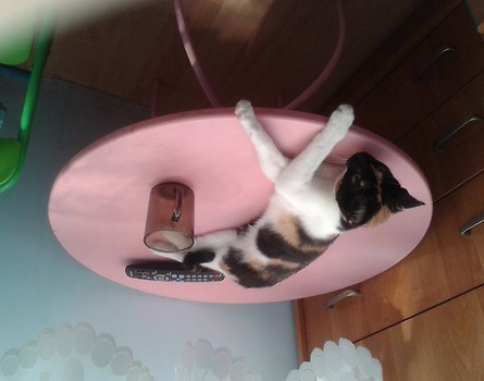Lola