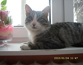 Wanio )