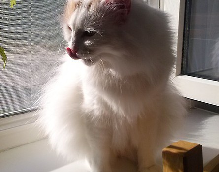 Teffi
