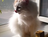 Teffi