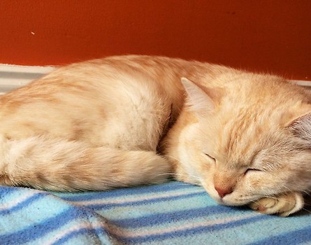 Garfield