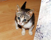 Malutka