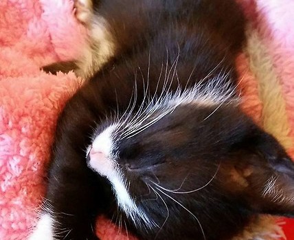Lunka <3
