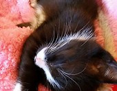 Lunka <3