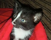 Lunka <3