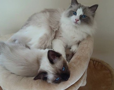 Peya & Seed