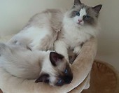 Peya & Seed