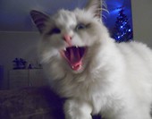 Peya