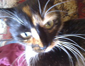 Miśka