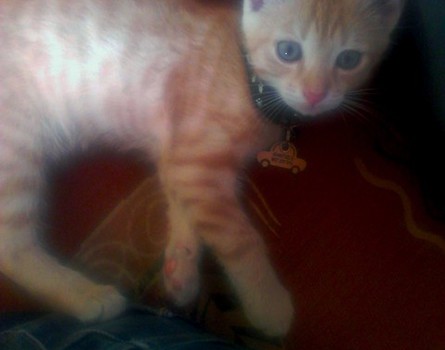maly Garfield