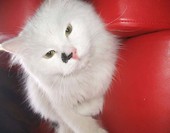 Rambuś :*