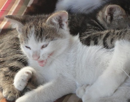 Gustaw